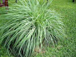 Lemongrass Plant Aromatic - Rooted Starter Plant -  Perennial &#39;Citrus&#39; G... - £3.88 GBP