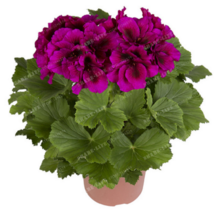 40 Seeds Rare PURPLE Geranium Seeds, Variegated Geranium Potted Winter Flower - £23.68 GBP