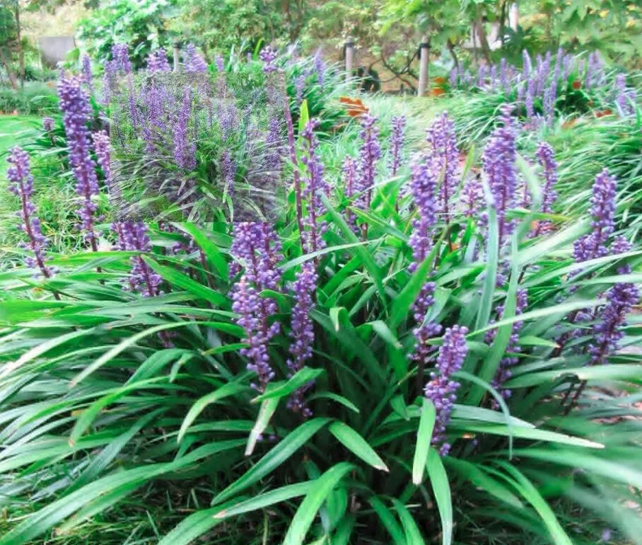 25 Seeds, Blue Lily Turf Monkey Grass Flower Seeds SH11469C - £13.51 GBP