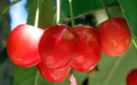 10 Merton Glory Cherry Seeds Planting USA Gardening - $7.96