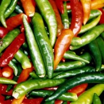 Garden Store 300 Seeds Anaheim Chili Pepper (New Mexico Chili Pepper) Capsicum A - £7.33 GBP