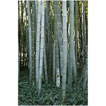 1 Professional Pack, Moso Bamboo Seeds Phyllostachys Pubescens Giant Mao Bamboo, - £11.83 GBP