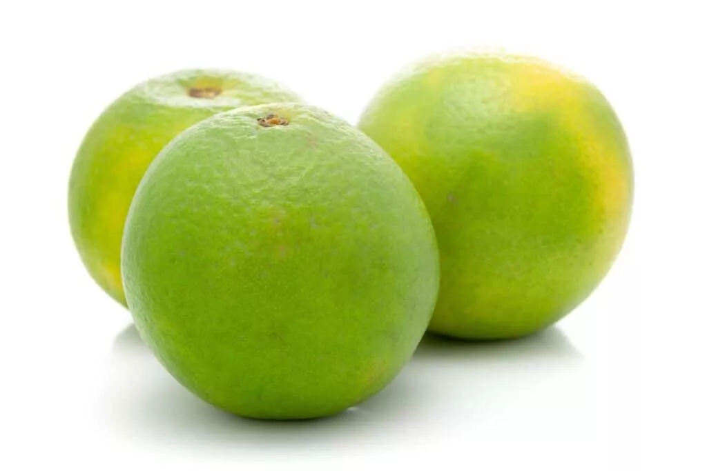 Sweet (Lime) Lemon Seeds for Garden Planting 5 Seeds Fast Shipping - £6.76 GBP