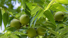 GREEN Black Walnuts Walnut Seed Nut Hull 5 Five FRESH - $92.81 MXN
