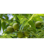 GREEN Black Walnuts Walnut Seed Nut Hull 5 Five FRESH - $4.99