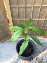 1 Avocado Tree Tropical Live Plant 15 Inch No Pot Ready To Plant USA Seller - $64.00