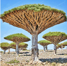 10 Seeds Dragon Blood Tree Dracaena Cinnabari Balf Dracaena Trees Four S... - $9.72