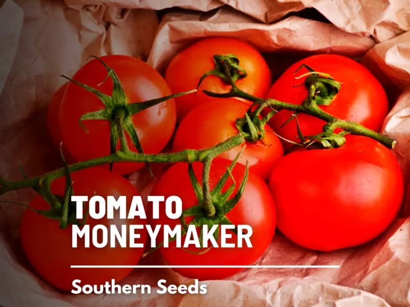 50 Seeds Tomato Moneymaker Heirloom Seeds: Quick Setup Instant Garden Charm - $9.95