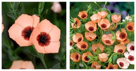 Linum usitatissimum Seeds Light Salmon Red Color Flower 900 Garden Seeds - £23.59 GBP