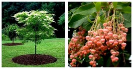 Lily of the Valley Sourwood Seeds (Oxydendrum arboreum) Seeds 200 Seeds - £13.58 GBP