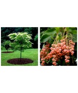 Lily of the Valley Sourwood Seeds (Oxydendrum arboreum) Seeds 200 Seeds - £13.36 GBP
