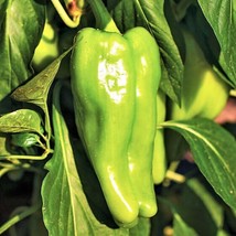 Cubanelle Pepper Seeds 1000 Scoville Mild Cuban Yellow Green Sweet Hot Chili Ban - £6.35 GBP