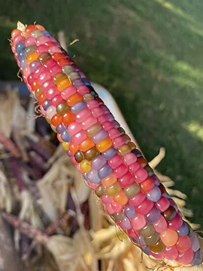 25+ Glass Gem Indian Corn Seeds For Planting Beautiful And Vibrant! Organic - £7.07 GBP