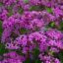 1000 Seeds Catchfly NONE-SO-PRETTY Purple Flower Rock Gardens Butterflies Non Gmo - £9.63 GBP