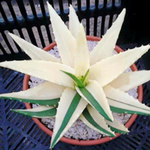 Aloe Vera , Beauty Edible Cosmetic Bonsai Plants - 100 Seeds - $6.81