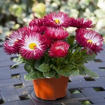 50 Pelleted Seeds Bam Bam Red English Daisy Seeds - £26.31 GBP
