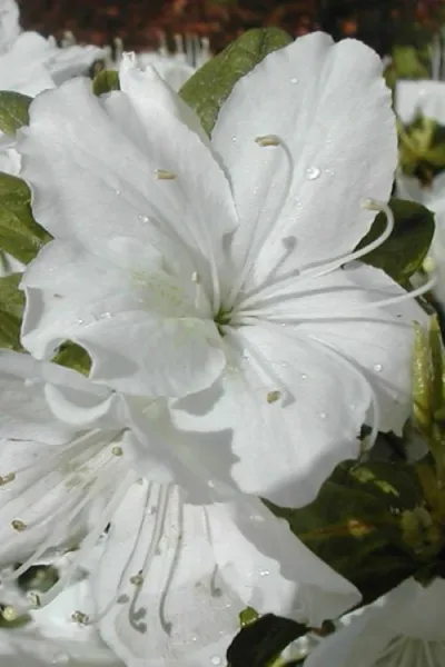 Delaware Valley White Azalea Rhododendron Deciduous Starter Plant Pure White Gar - £28.13 GBP