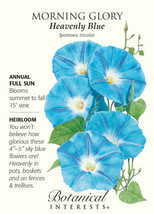 Heavenly Blue Morning Glory Seeds 2 Grams Fresh Garden - £4.14 GBP