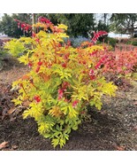 SRN 25 Ruby Gold Bleeding Heart Seeds Dicentra Spectabilis Flowers Garden - $34.03 CAD