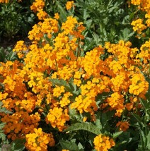 Siberian Wallflower Seeds - 100 Seeds Per Packet Non-Gmo Gardening USA SHIPPING - $7.90