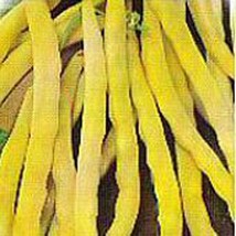 Top Notch Golden Wax Pole Beans Seeds Gardening Easy Grow USA SHIPPING - £10.42 GBP