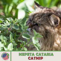 USA SELLER 500 Catnip Seeds Nepeta Cataria Herb Pollinator Attractor Kitty&#39;S Fav - £8.45 GBP