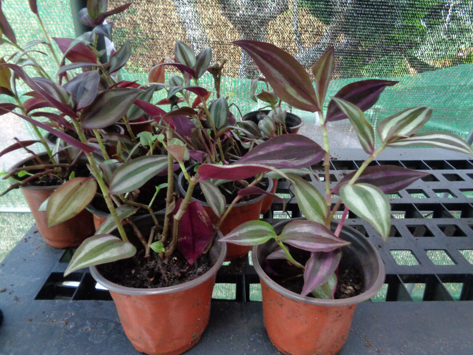 3 - 4 Stems Tradescantia Zebrina Wandering Jew Plant Live Rooted in 4" Pot