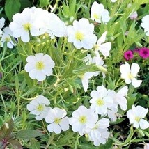BPA 300 Seeds Pale Evening Primrose Flower Seeds Drought Heat Cold Groundcover W - £7.03 GBP