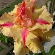 New Fresh Taiwan Golden Monkey Adenium Desert Rose Bonsai Seeds 2Pcs 4 Layer Pli - $4.16