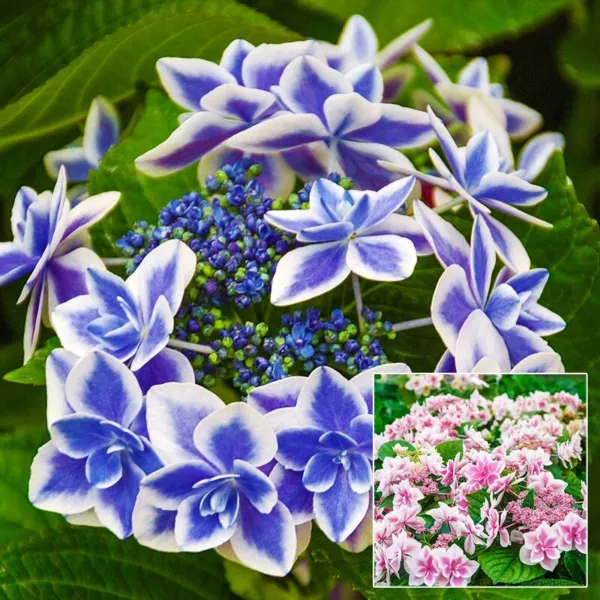 Star Gazer Hydrangea Rooted Starter Plant Garden