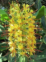 Regal Kahili Yellow Ginger Hedychium gardnerianum Roots and Plants Kanoa Hawaii - £38.34 GBP