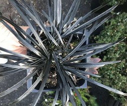 Ophiopogon Black Mondo planiscapus &#39;nigrescens&#39; grass Live Plant - £32.03 GBP