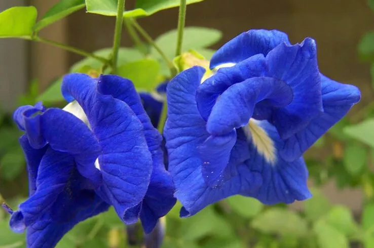 Clitoria ternatea blue double Butterfly pea blue fairy blue queen 10 Seeds - £9.37 GBP