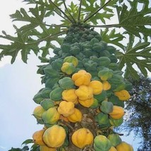 Carica pubescens Cundinamarca, Vasconcellea, Mountain Papaya seeds - $4.75