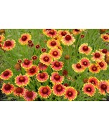 PS Blanket Flower Perennial Gaillardia Native Wildflower Nongmo 100 Seed... - $12.26 CAD