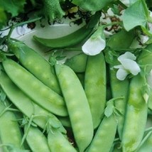 Seeds USA Seller Dwarf Grey Sugar Snow Pea 25 Seeds Pisum Sativum - £9.00 GBP