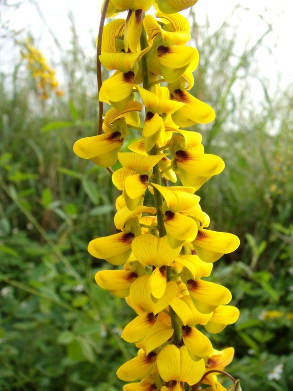 Wild Rattlepod SRN Crotalaria Pallida 50 Seeds Smooth Rattlebox Rattlepod Perennial ...
