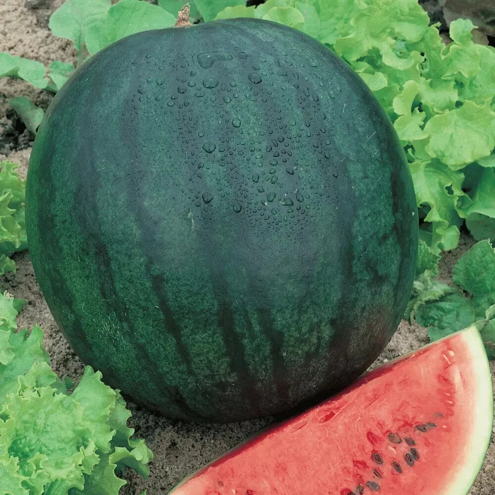 40+ SUGAR BABY WATERMELON SEEDS - GARDEN SEEDS - SUPER SWEET WATERMELON ... - $3.18
