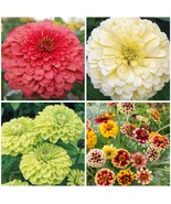 Fresh Seeds Zinnia Variety Giant Coral Giant Buttercream Green Envy Jazz... - $35.96