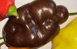 Brown (or Chocolate) Manzano Pepper plant (1) bare-rooted 6&quot; - $11.88