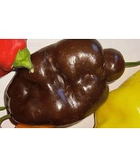 Brown (or Chocolate) Manzano Pepper plant (1) bare-rooted 6&quot; - $16.24 CAD