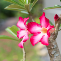 Fresh Adenium Obesum Desert Roses - 20 Seeds - $10.85