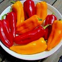 60+Cubanelle Sweet Pepper Seeds Organic Vegetable Patio From US - $9.26
