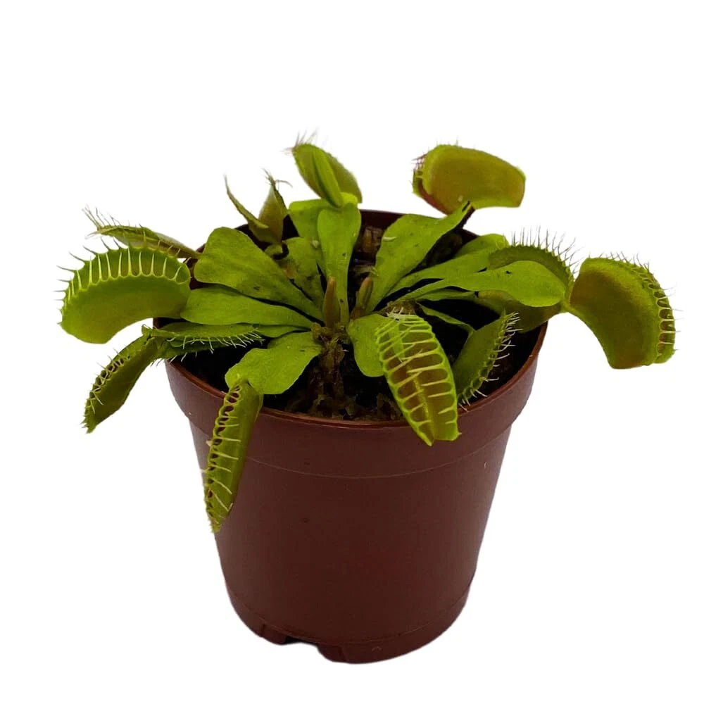Red Venus Fly Trap, Carnivorous Plant, Venus&#39;s Flytrap, Dionaea muscipula - $39.95