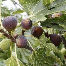 Primary image for Live Plant Black Mission Fig Ficus carica