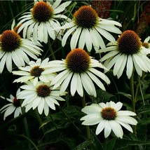 Seeds USA Seller Echinacea Purpurea Alba Seeds - $10.48