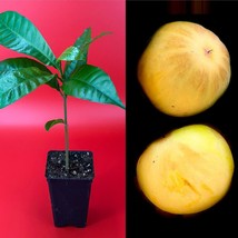Ross Sapote Poteria Sp. Egg Fruit eggnog Pouteria Campechiana Starter Plant Tree - £18.50 GBP
