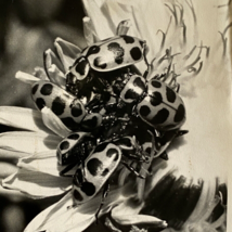 c1970 Original Ladybugs Black White Photograph Steven Willhite Glen Ellen IL - £12.13 GBP