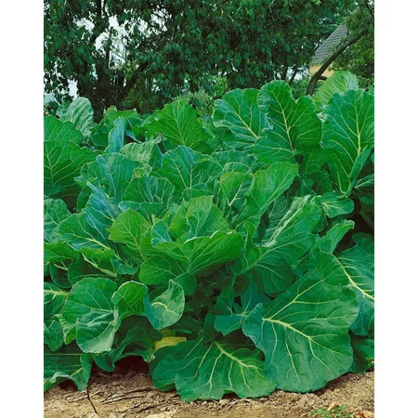 1,000 Kale Portuguese Seeds Couve Tronchuda Non Gmo Heirloom Fresh Garden - $9.98