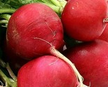 German Giant Radish Seeds 100 Garden Vegetables Culinary Cooking Fast Sh... - $8.99